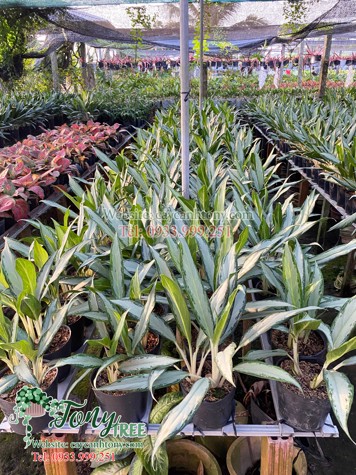 Ảnh tại sao bạn nên chọn chúng tôi