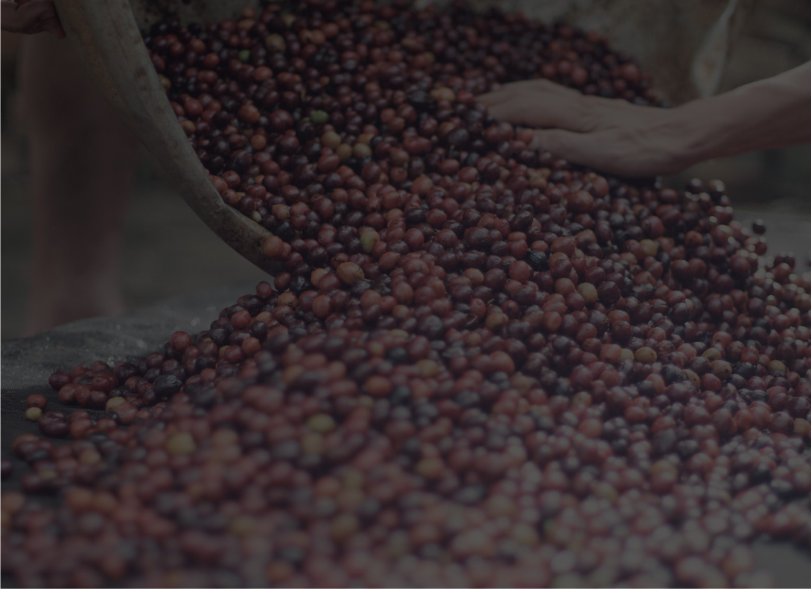 CUNG ỨNG CÀ PHÊ NHÂN XANH