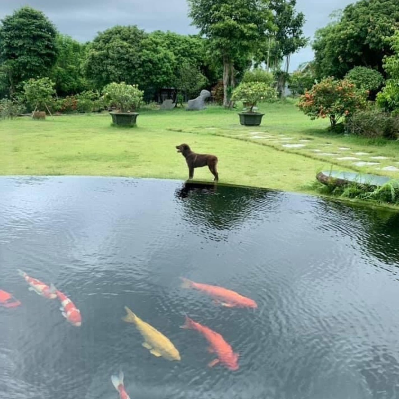 Thiết kế - Thi công hồ KOI