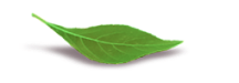 kuv_featured_leaf