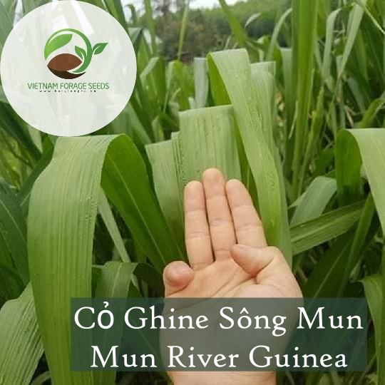 Cỏ Ghine Mới