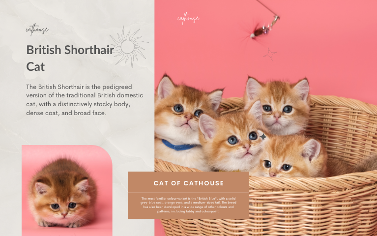 CÁC MÀU MÈO ANH LÔNG NGẮN TẠI CATHOUSE