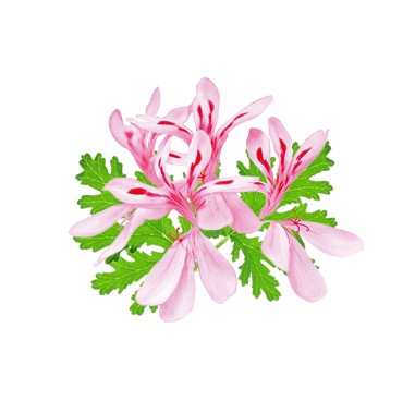 Chiết xuất phong lữ