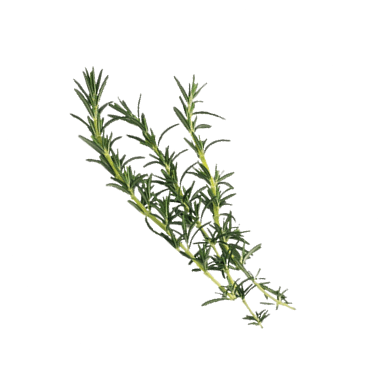Chiết xuất hương thảo
