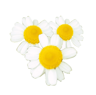 Chiết xuất hoa cúc