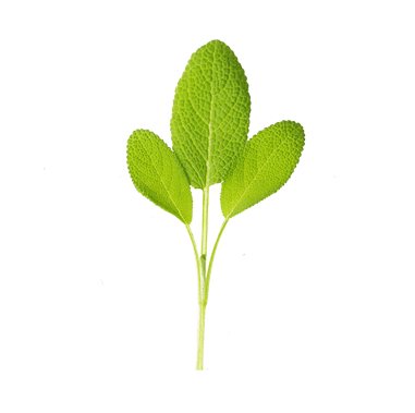 Chiết xuất cây xô thơm