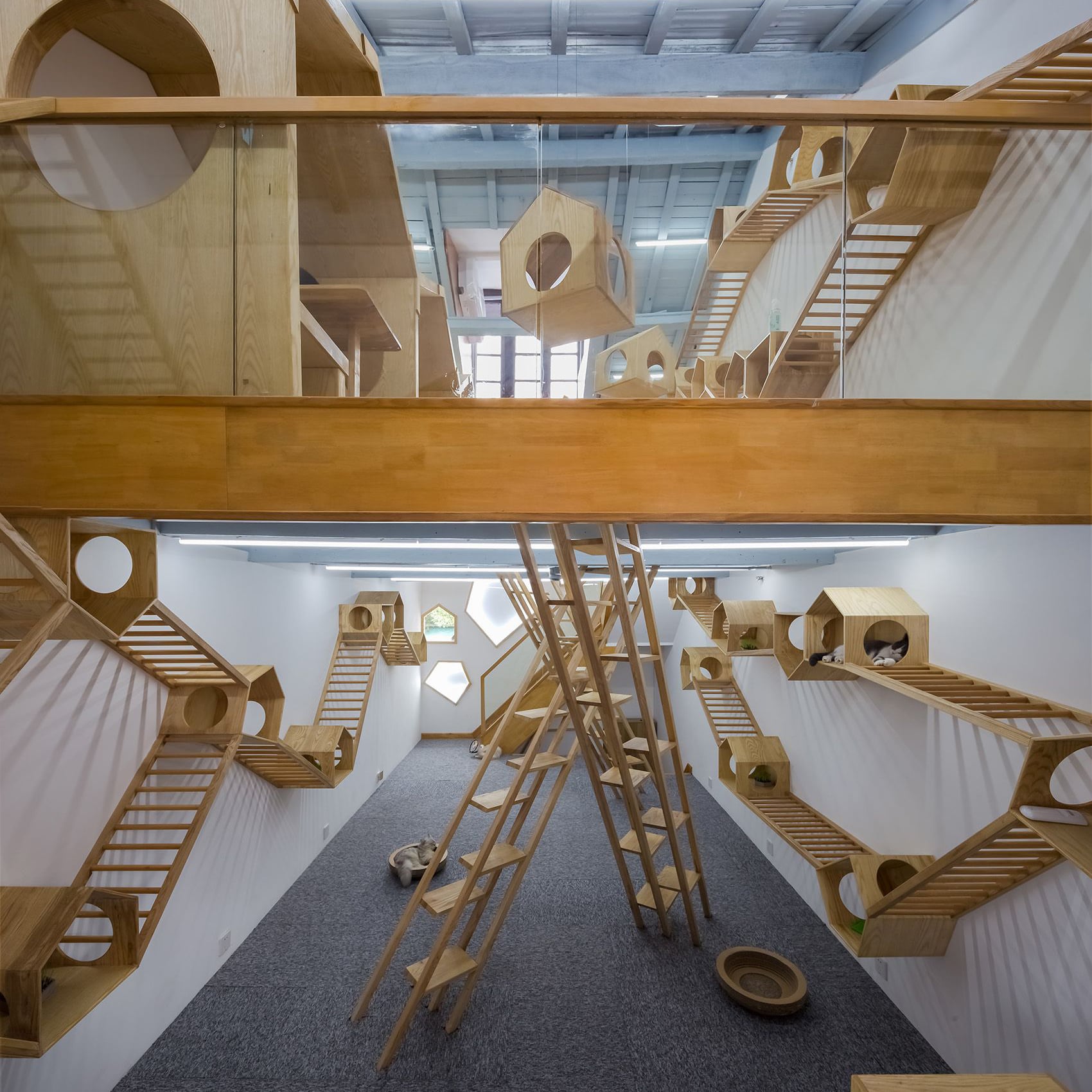 Thiết kế, thi công không gian cho thú cưng