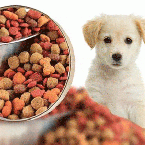 Thức ăn cho chó mèo