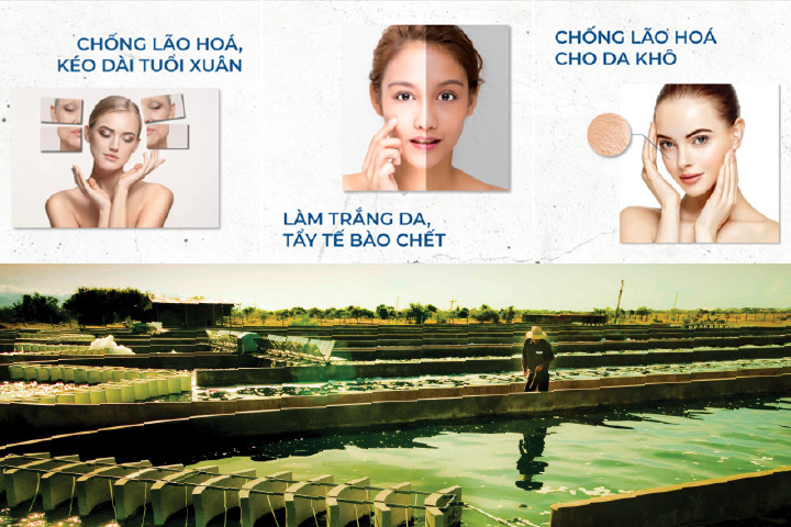 Điều đặc biệt Tảo Spirulina đến hoạt chất Phycocyanin