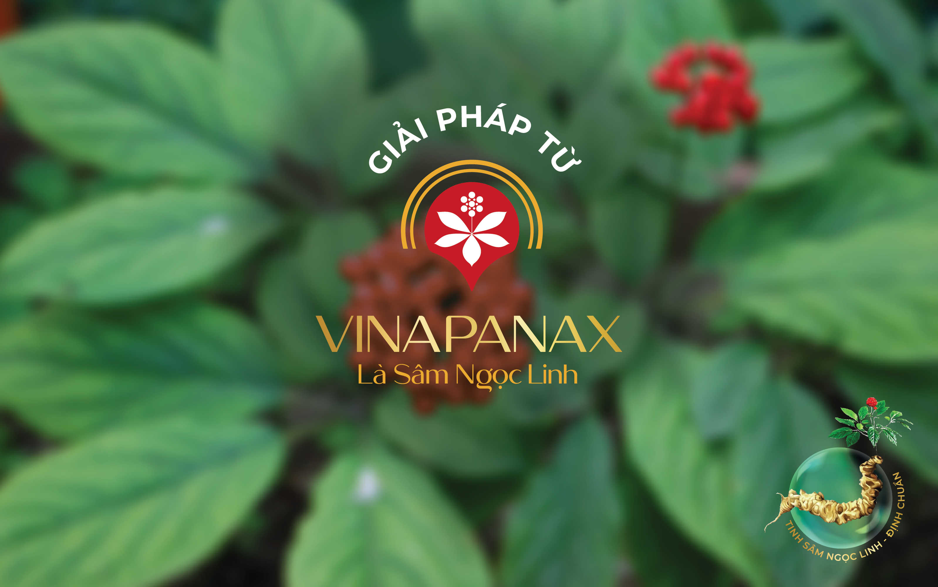 Giải pháp từ Vinapanax - Là sâm Ngọc Linh