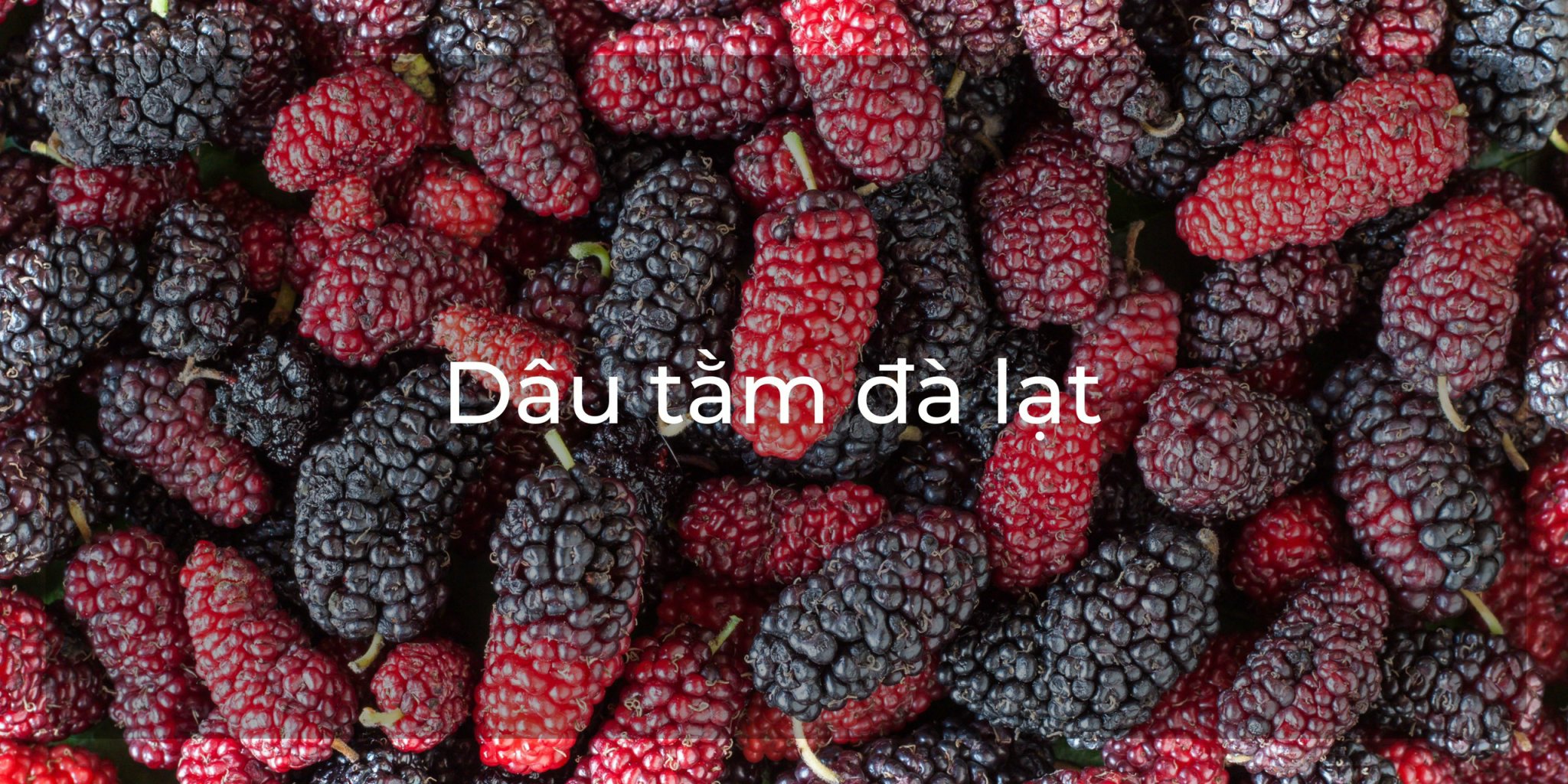 Dâu tằm Đà Lạt