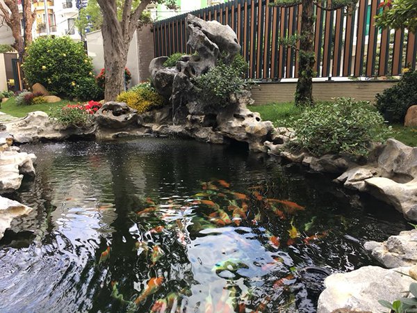 THIẾT KẾ THI CÔNG HỒ CÁ KOI