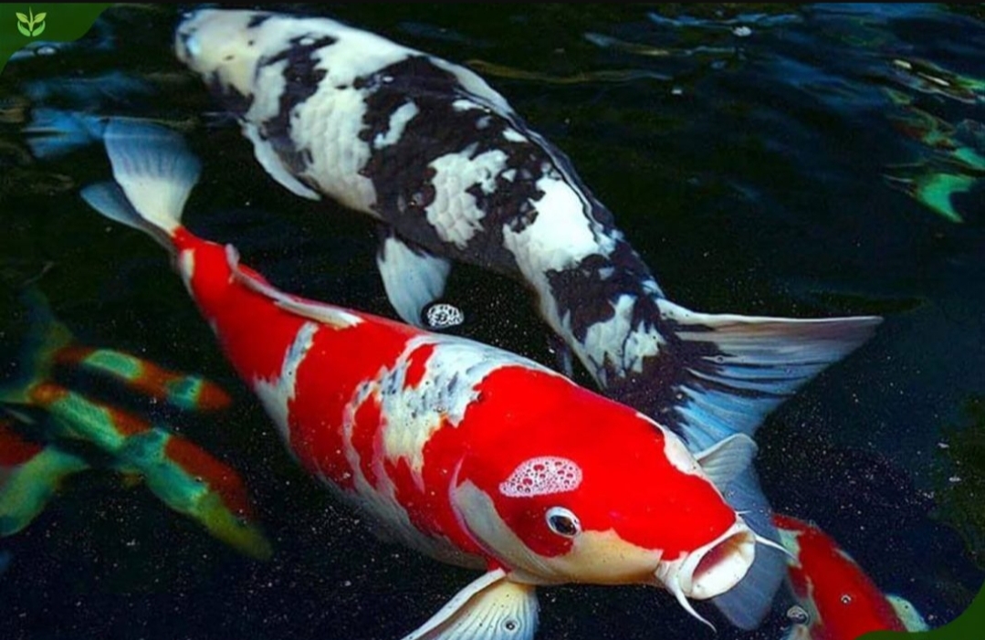 CUNG CẤP CÁ KOI