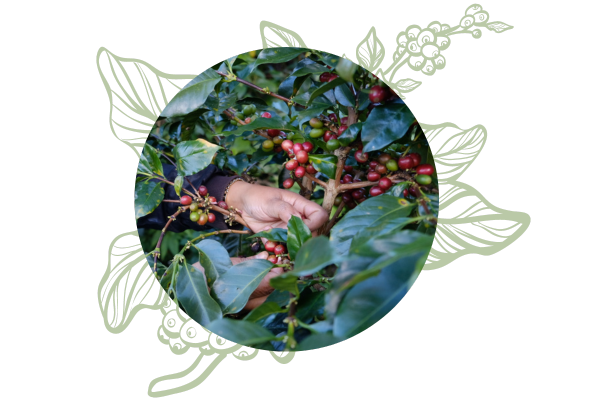 TỐI ƯU HÓA LỢI NHUẬN BẰNG CHẤT LƯỢNG CÀ PHÊ