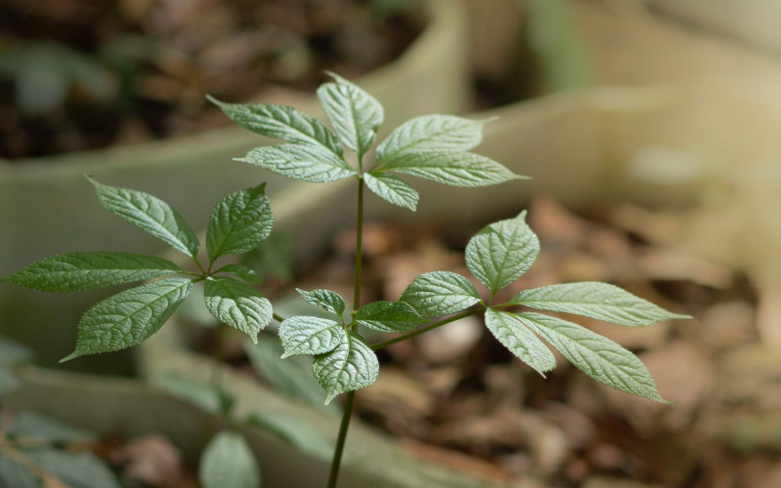 Benefits of Ngọc Linh Ginseng