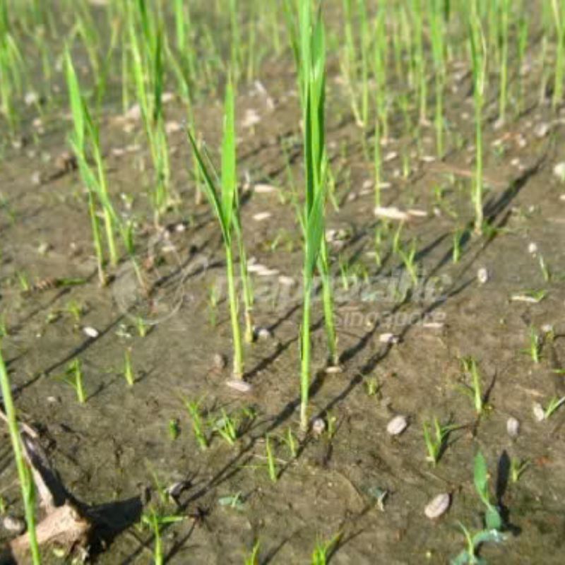 Thuốc trừ cỏ
