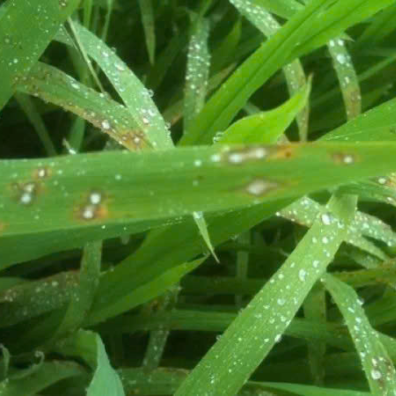 Thuốc trừ bệnh