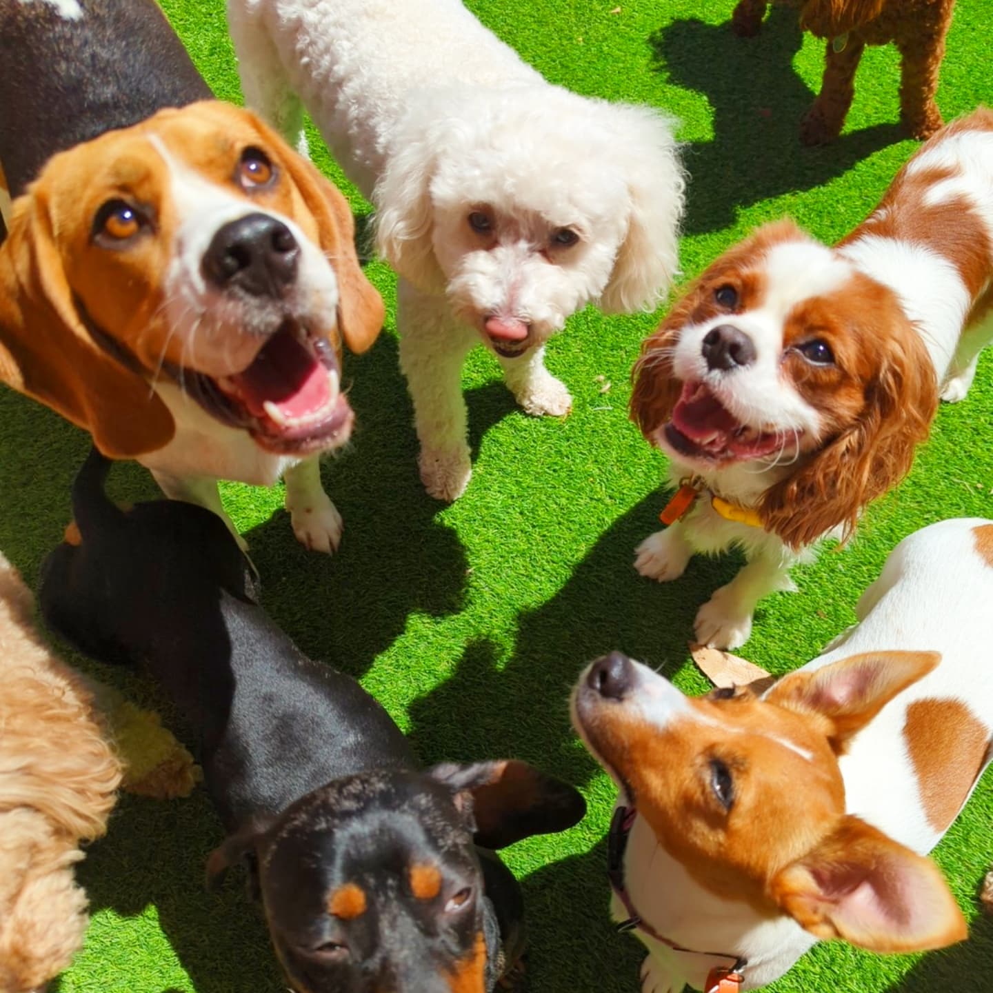 We never leave dogs unsupervised!