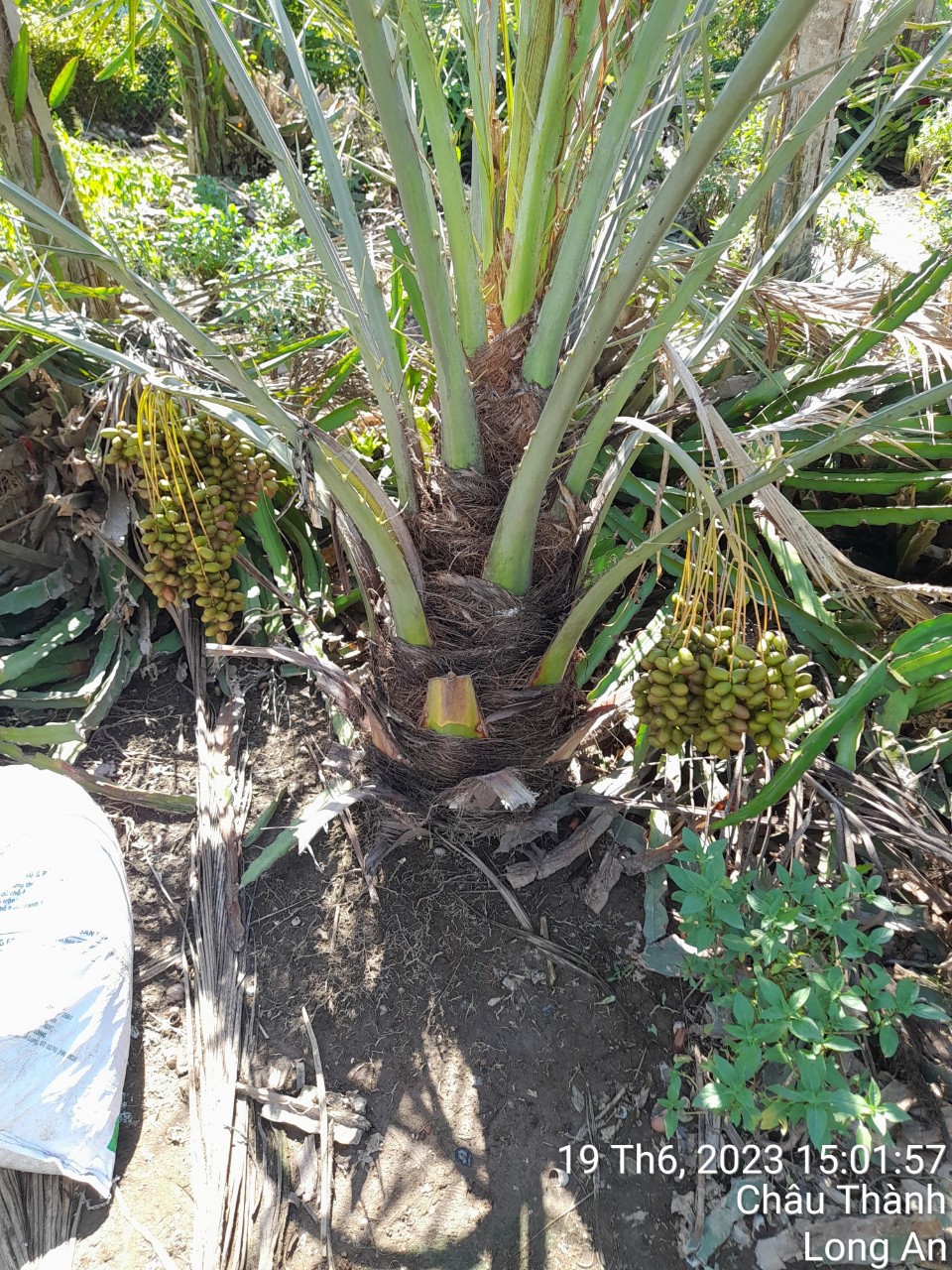 Vườn Chà Là Bình Tâm - Châu Thành - Long An