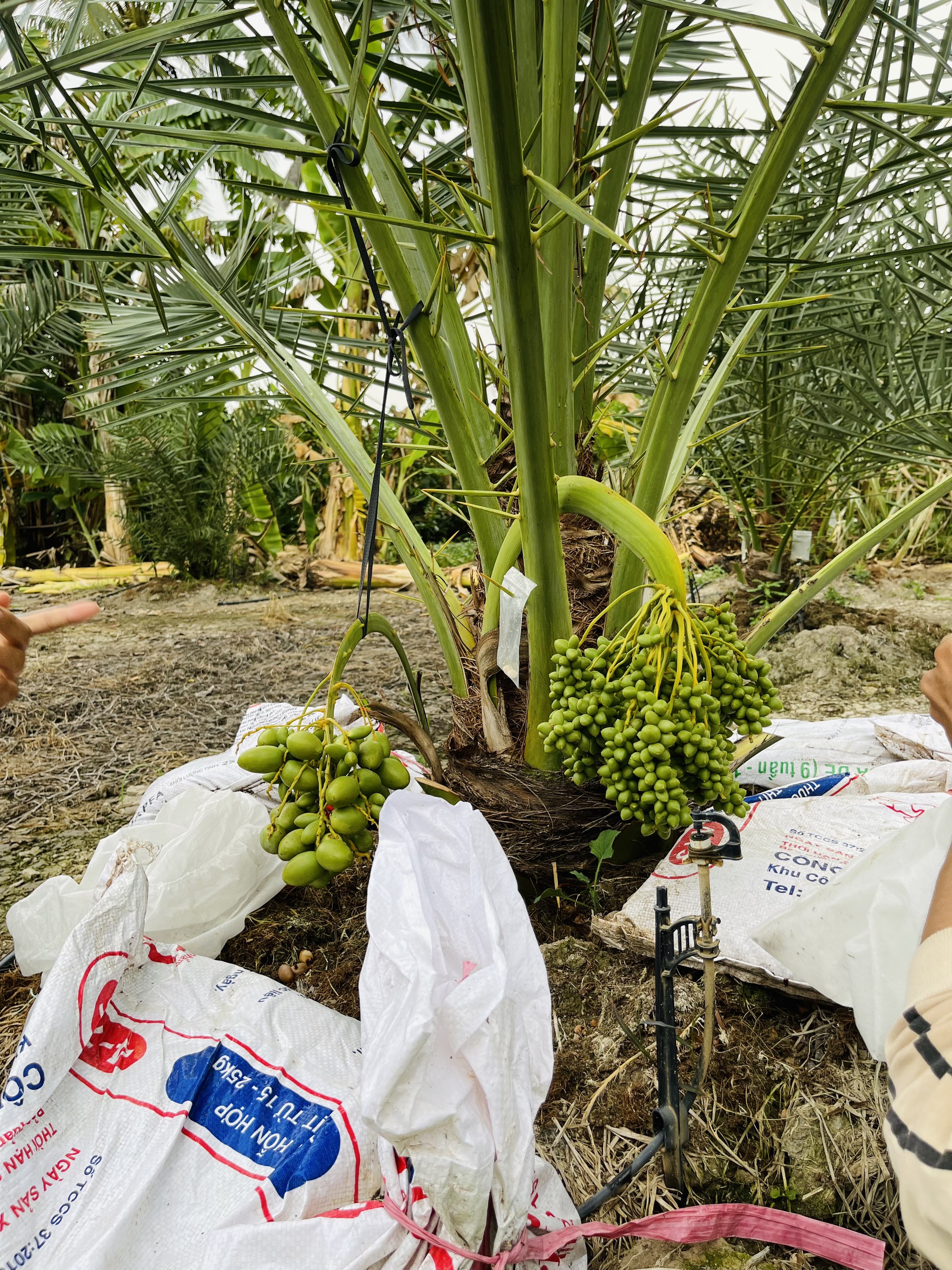 Vườn Chà Là Phước Tân Hưng - Châu Thành - Long An