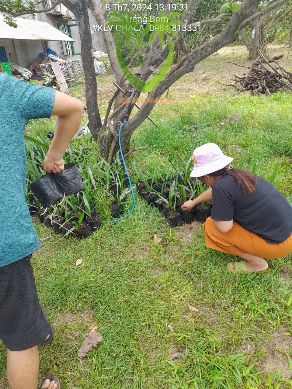 Vườn Chà là tại Trảng Bom - Dồng Nai