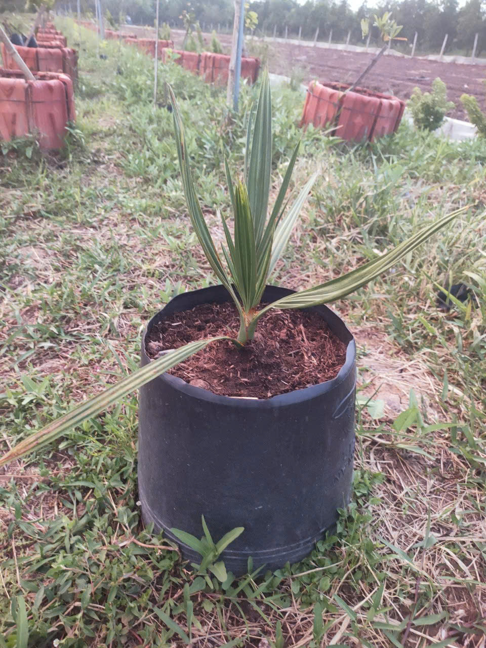 Vườn Chà là tại Thanh Bình - Đồng Tháp