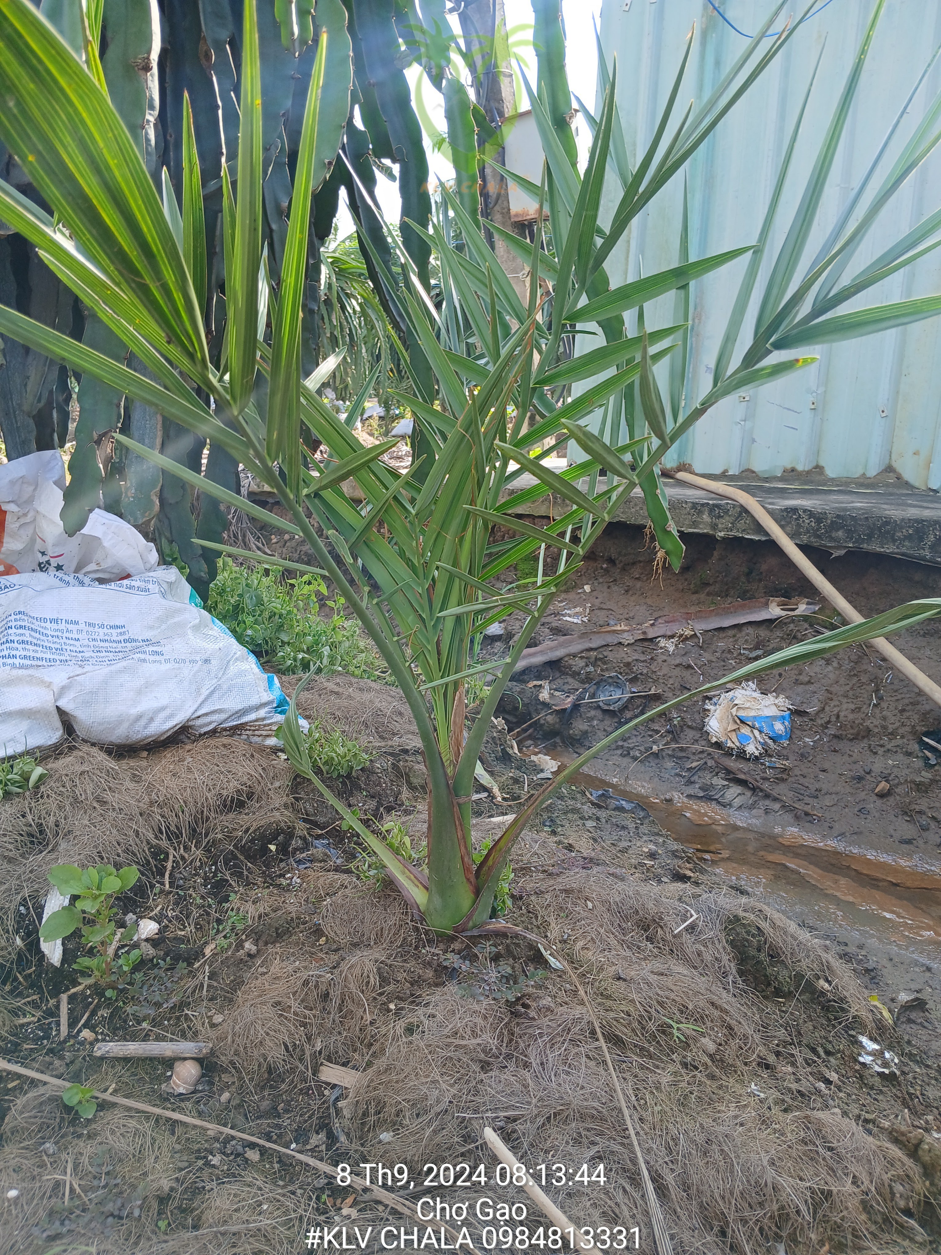 Vườn Chà là tại Chợ Gạo - Tiền Giang