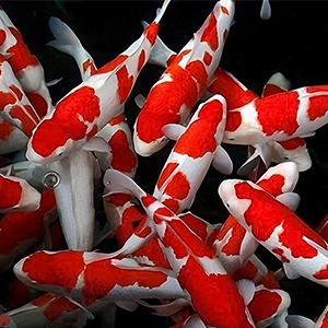 CÁ KOI
