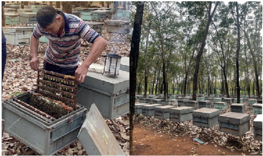 Trại Ong tại Bình Phước