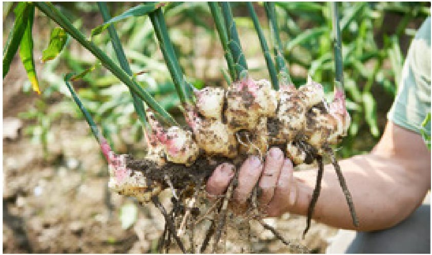 Trang trại Gừng tại Bình Phước