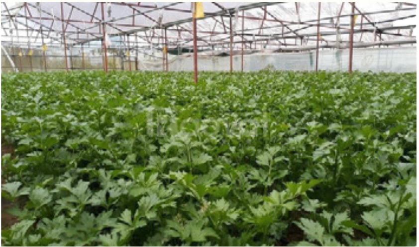 Trang Cần Tây tại Đà Lạt