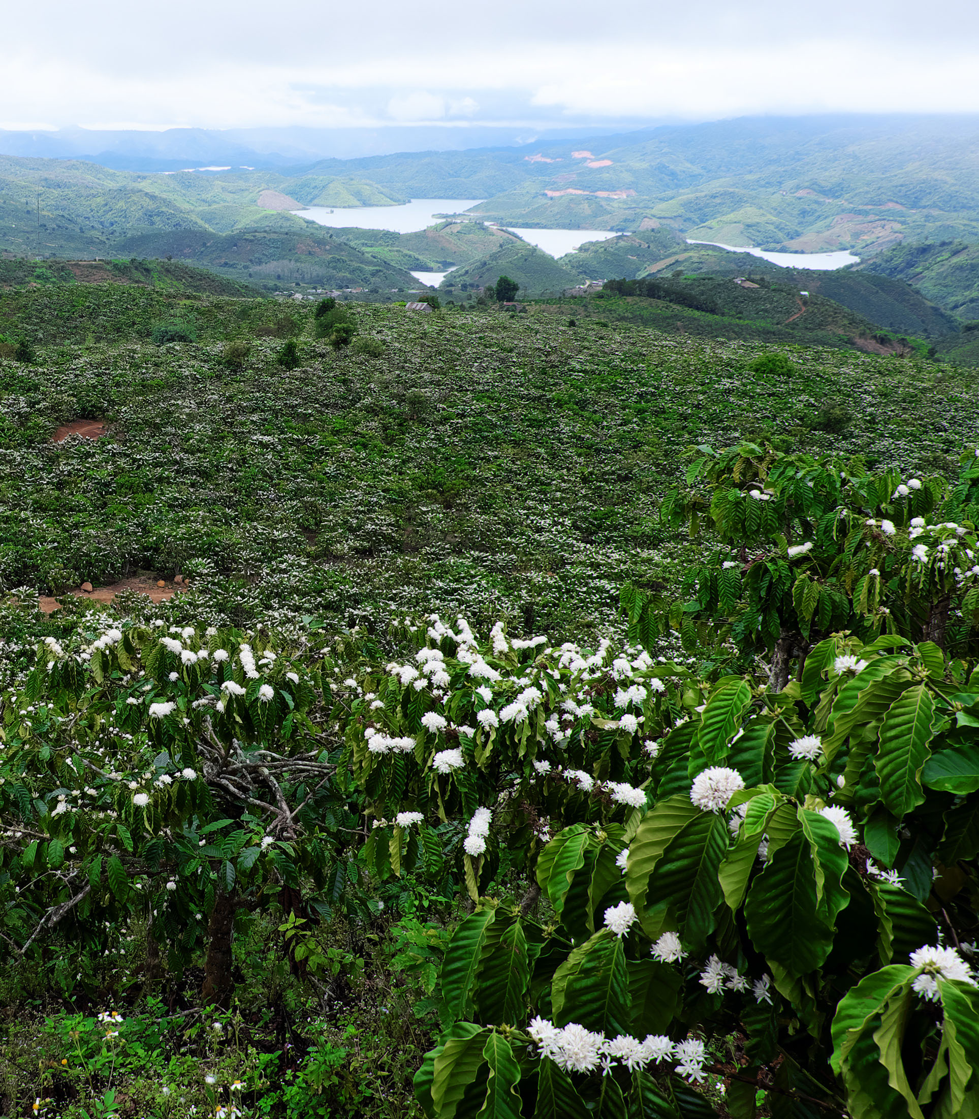 Vườn Cà Phê của chúng tôi