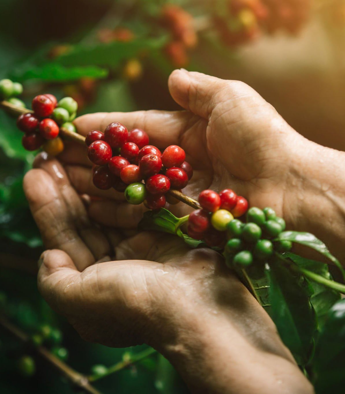 Vườn Cà Phê của chúng tôi