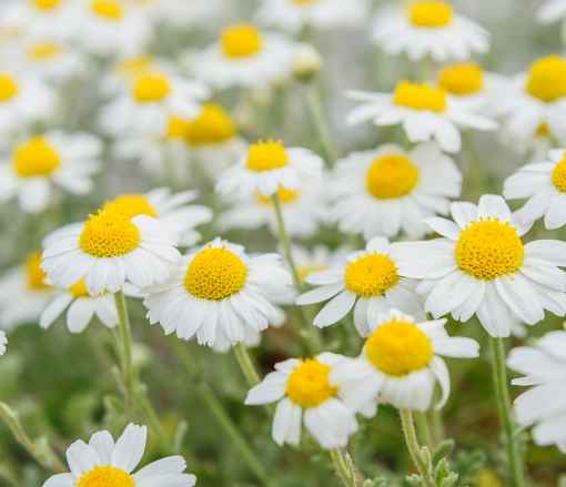 Hoa Calendula Ai Cập