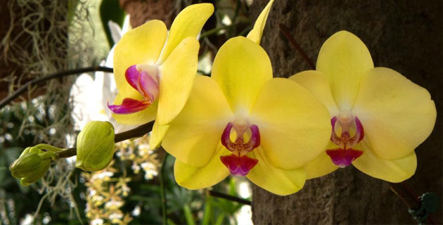 Hoa lan hồ điệp vàng