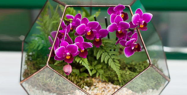Hoa lan hồ điệp mini
