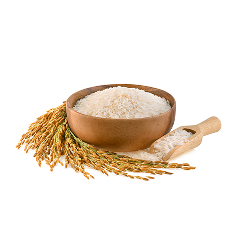 Gạo