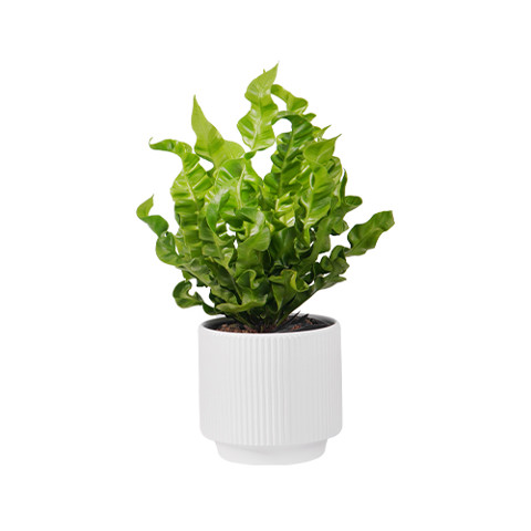 Menu - Hoa, Cây Xanh