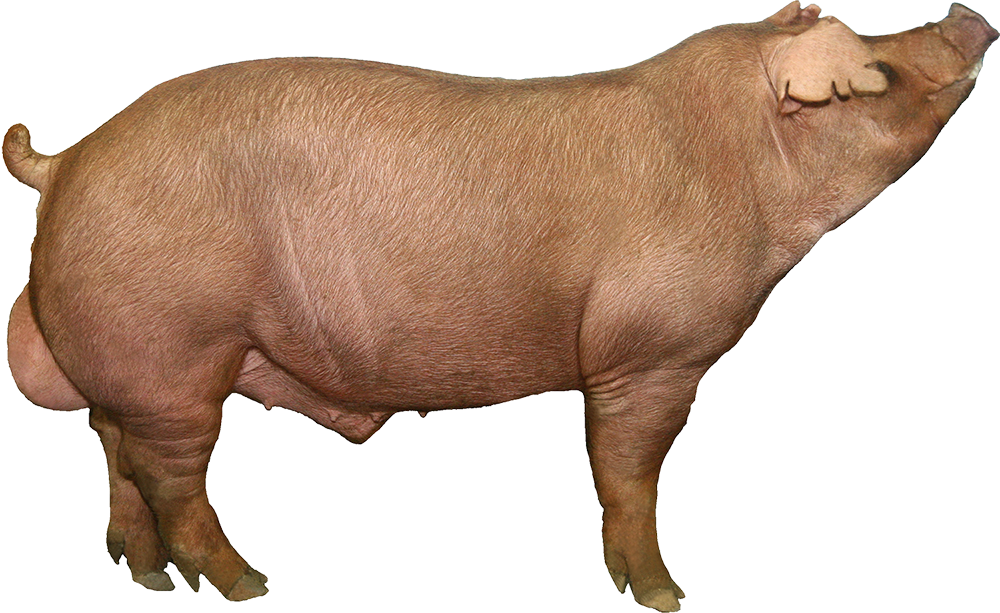 Đực Giống Duroc - Có nguồn gốc Mỹ, Đài Loan, tốc độ sinh trưởng nhanh, chất lượng thịt cao