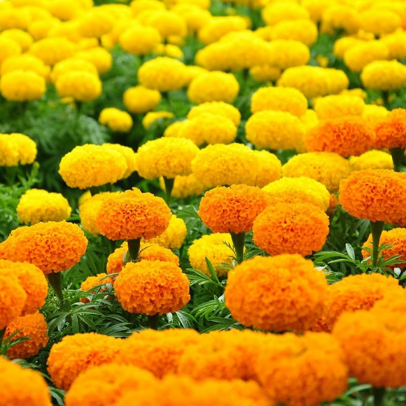 Hạt giống hoa Tết
