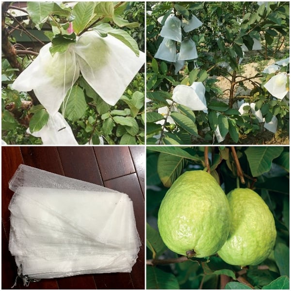 Túi bọc trái ổi