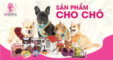 Chó bị nôn: Nguyên nhân và giải pháp khắc phục (2020)