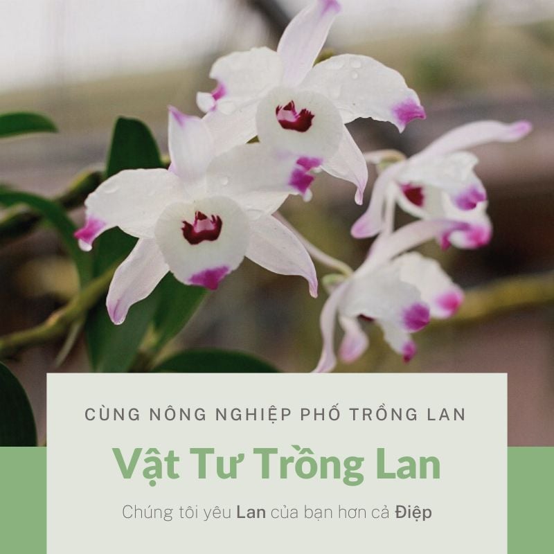 Cách trồng sen đá từ lá tại nhà đơn giản ai cũng có thể làm được