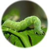 Thuốc trừ sâu