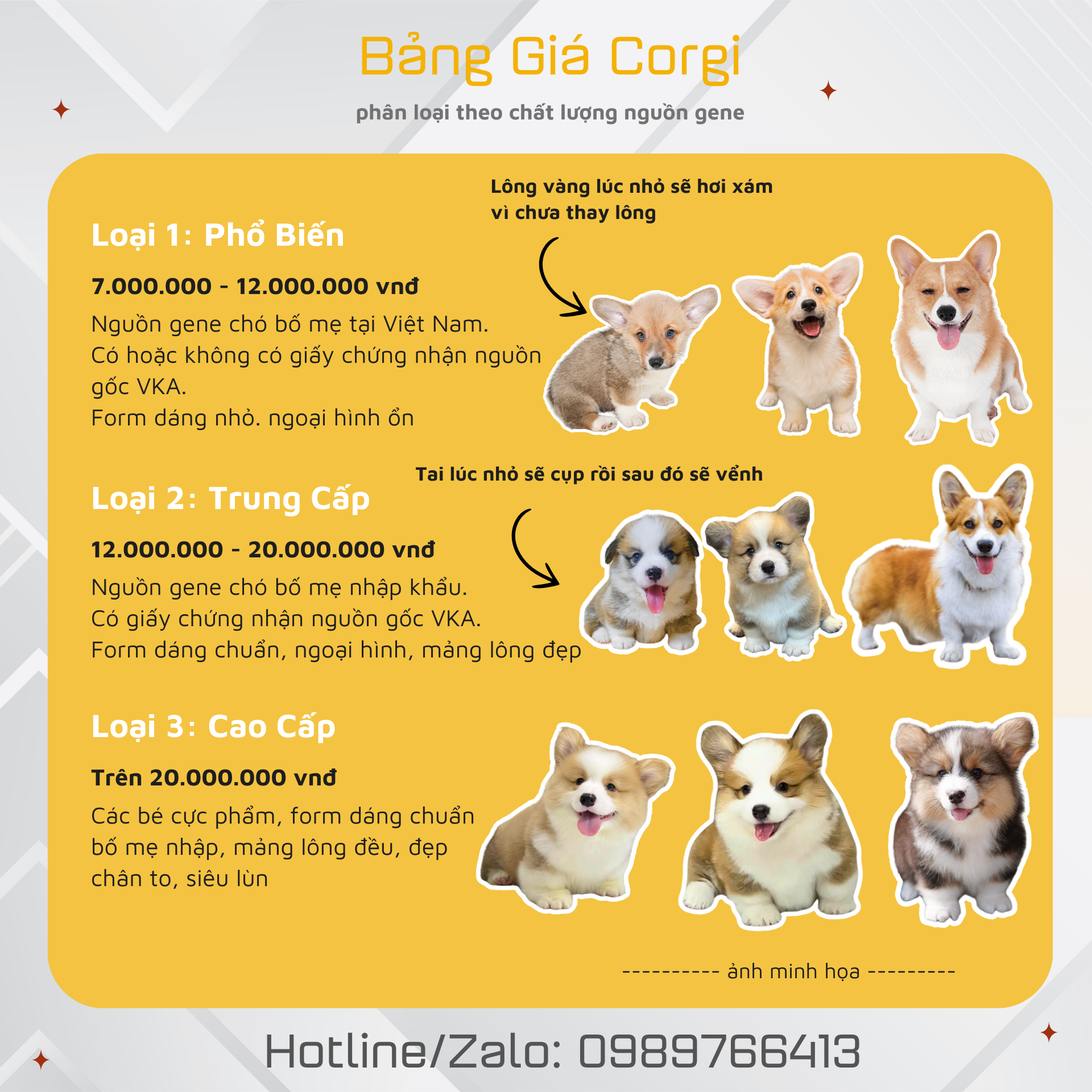  NHỮNG BÉ CORGI ĐANG CÓ SẴN TẠI STORE 