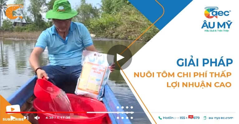 Nuôi tôm chi phí thấp, lợi nhuận cao