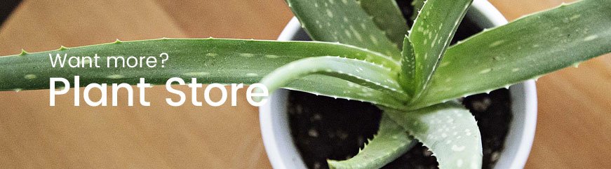 Text Banner Top Image