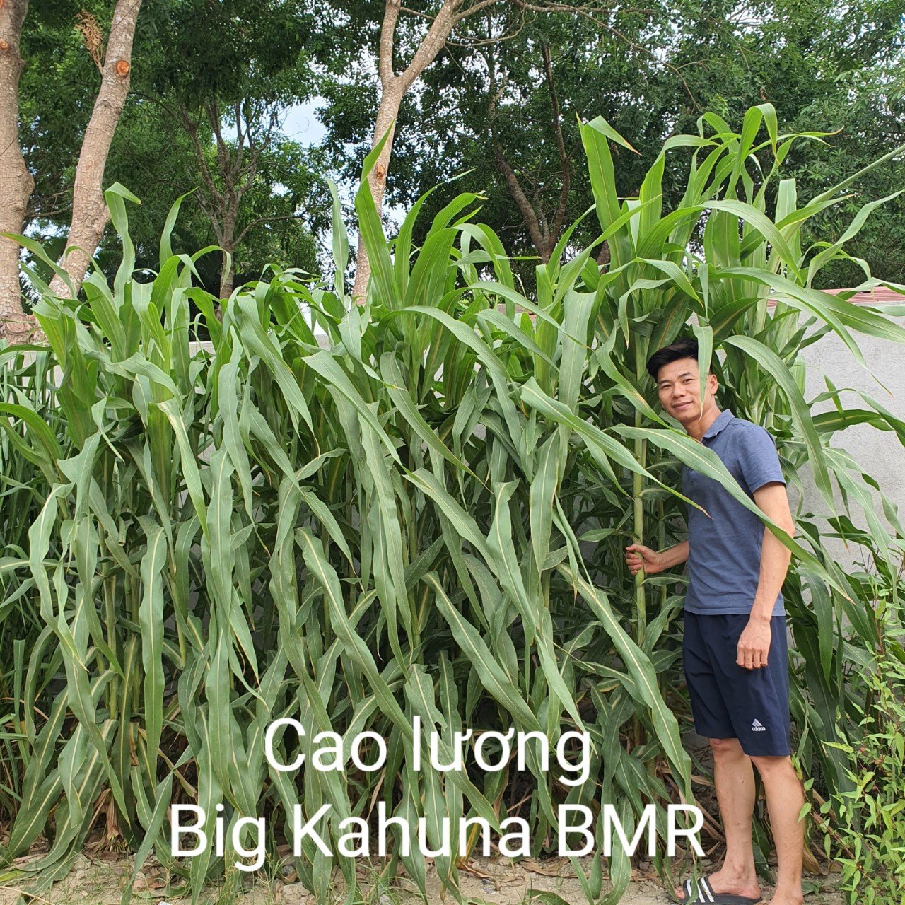 Cao Lương Big Kahuna BMR