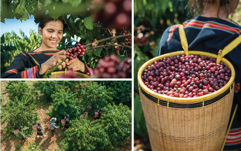 Những người gieo mầm từ đất đỏ Gia Lai