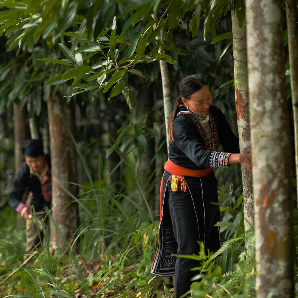 Cây quế Quảng Nam